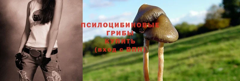 Псилоцибиновые грибы Psilocybine cubensis  Сосновый Бор 